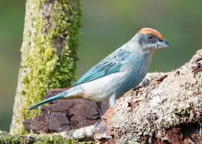 Eco Hotel Birdland En Buga Valle