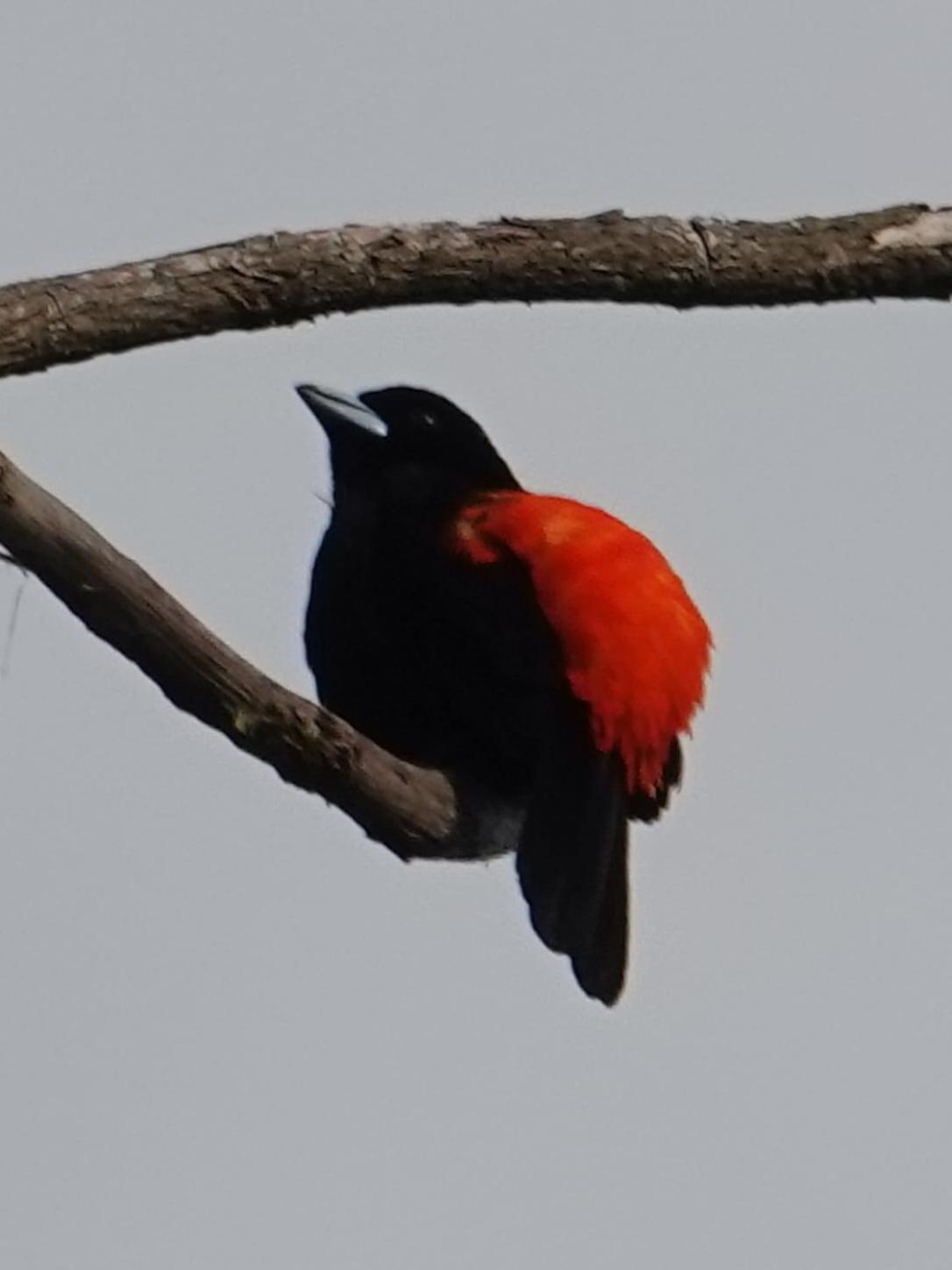 Eco Birdland En Valle * Buga
