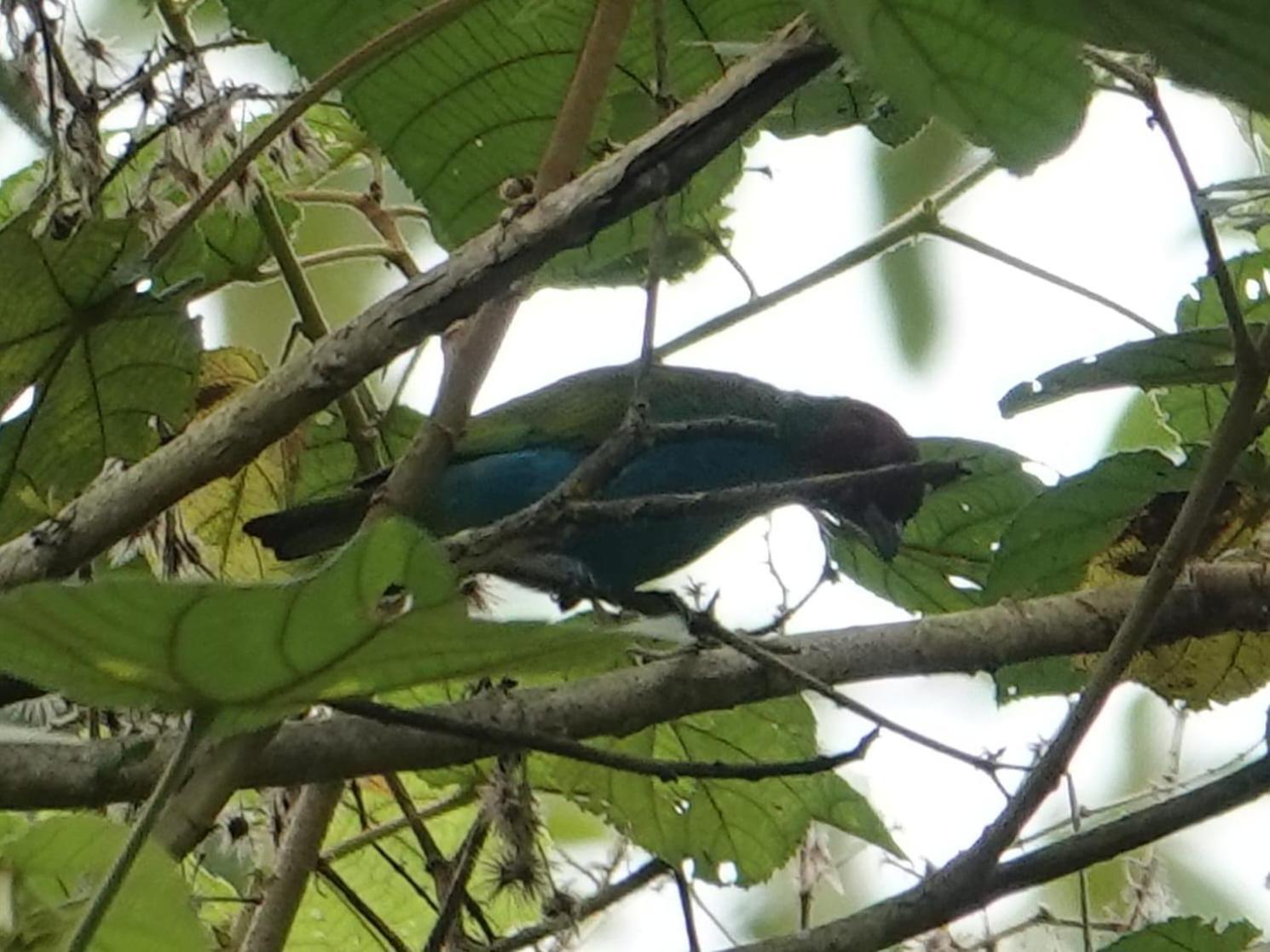 Eco Birdland En Valle Buga