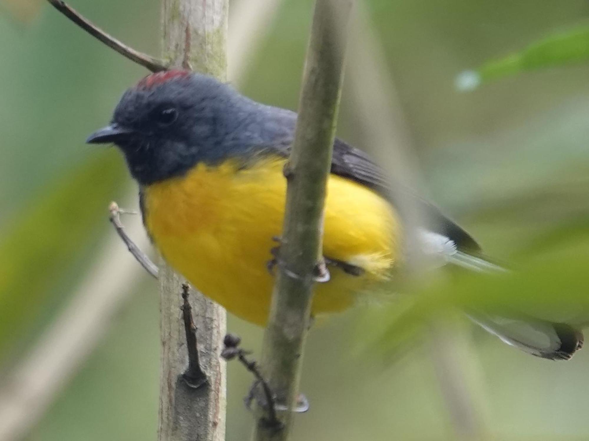 Eco Birdland En Valle *