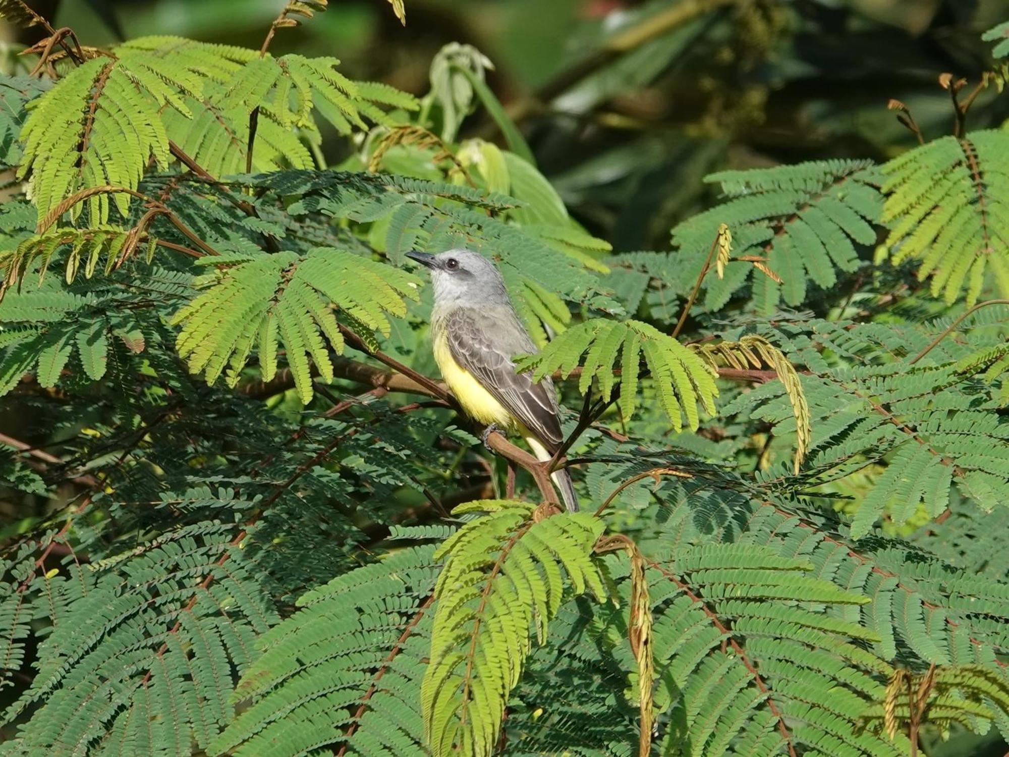 Eco Birdland En Valle Buga
